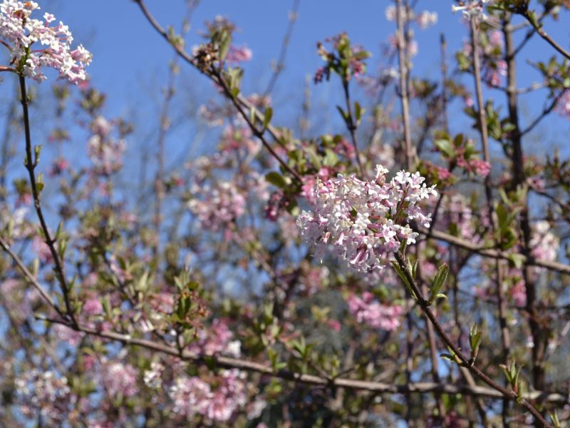 Cherry Blooming 