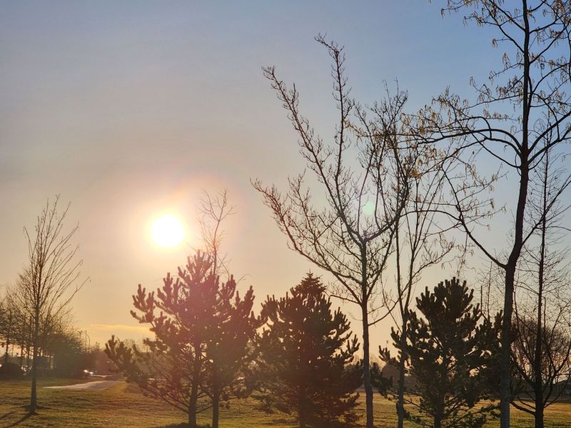 Sunrise Heartily Glows Over the Pine Trees at Patterson Park 