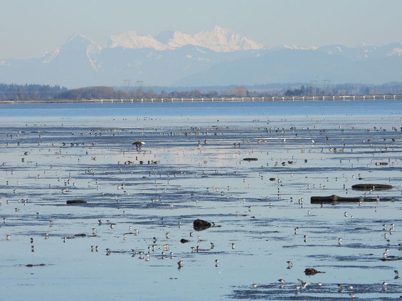 Bruce Taylor - Shorebirds enjoying Boundary Bay (ADULT).jpg
