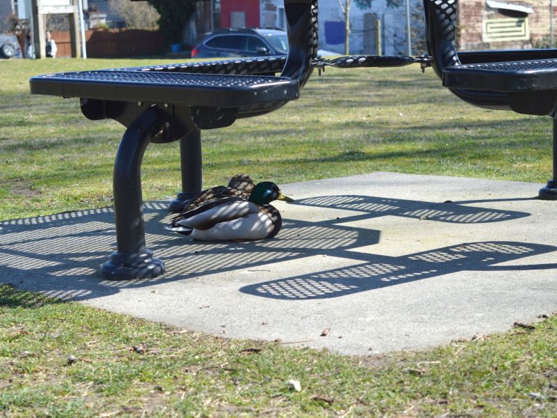 Ducks Sleeping in the Shade