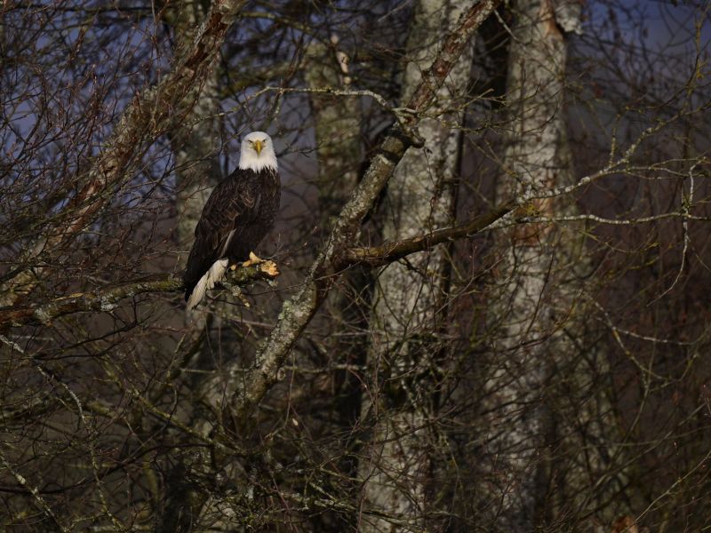 Sam Ning - The Eagles Homeland (ADULT).jpg