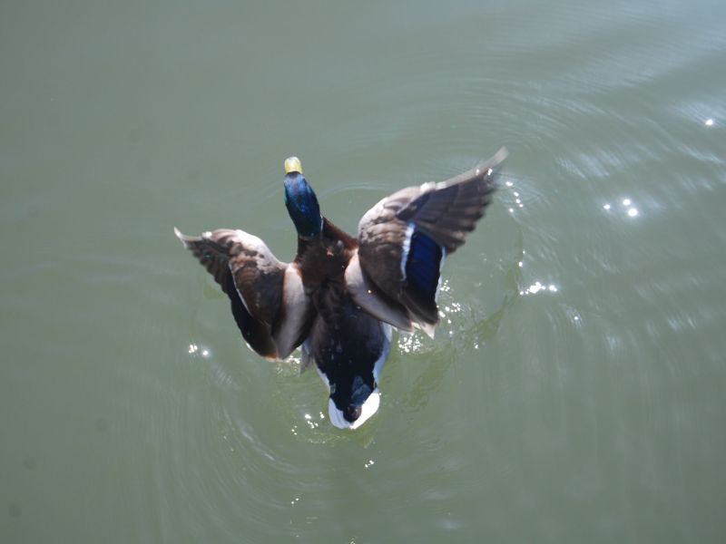 Duck