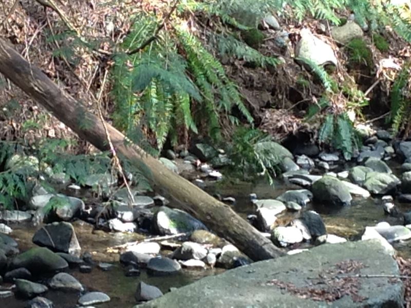 Creek Picture 