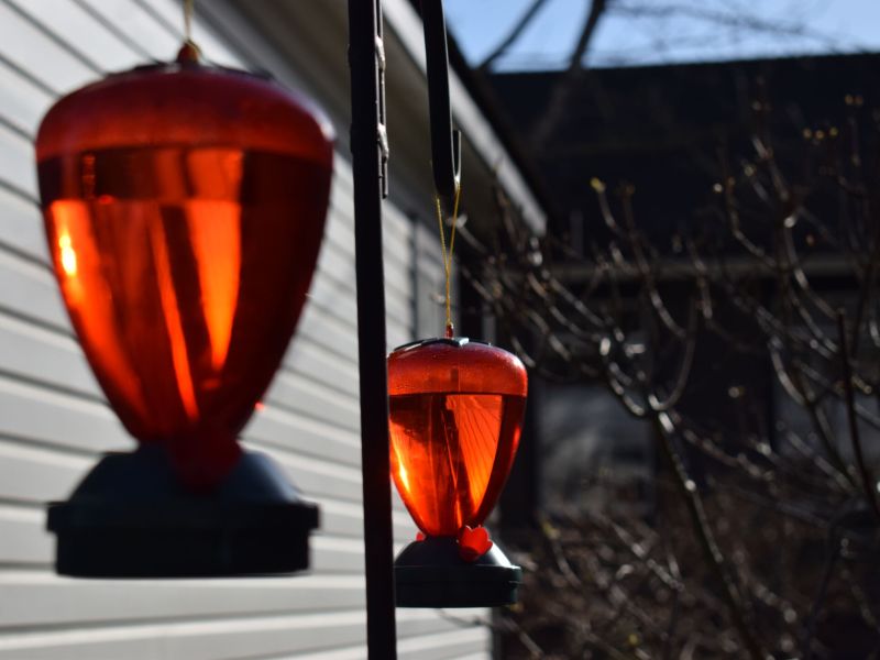 Humming Bird Feeders