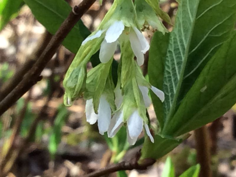 Drooping Flowers