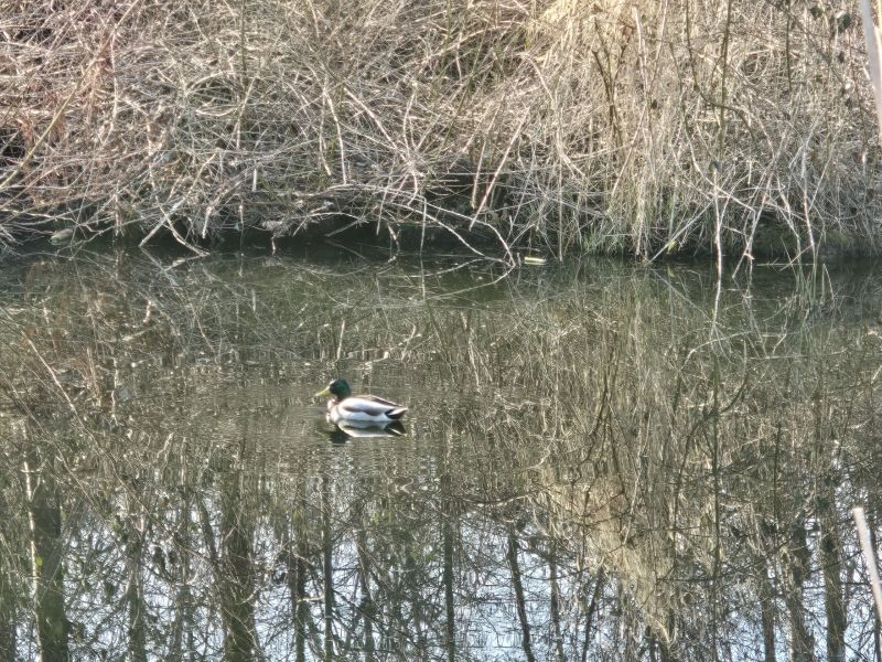 Tony Antao - Duck (ADULT).jpg