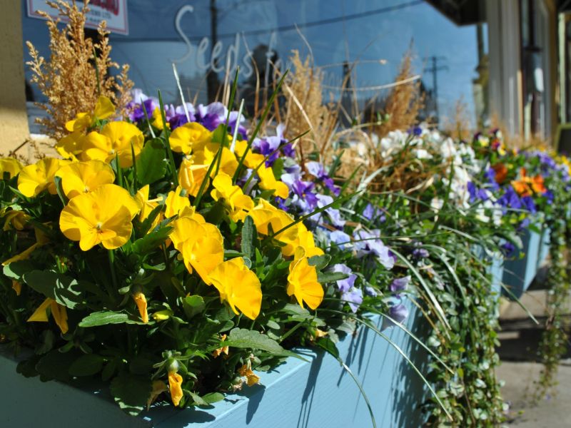 Flowers