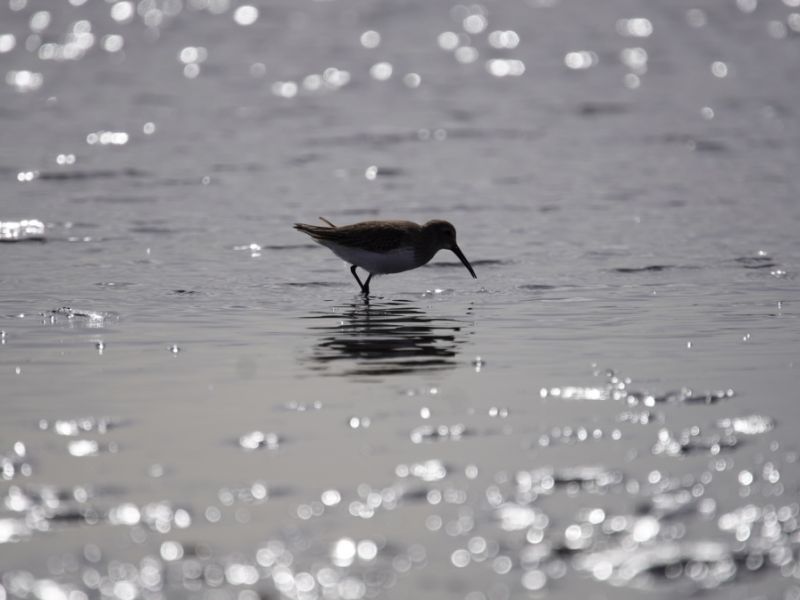 Isabelle Hulyd - Sandpiper dancing with the breeze (YOUTH).jpg