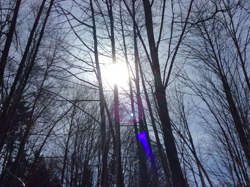 Sun Through the Trees 