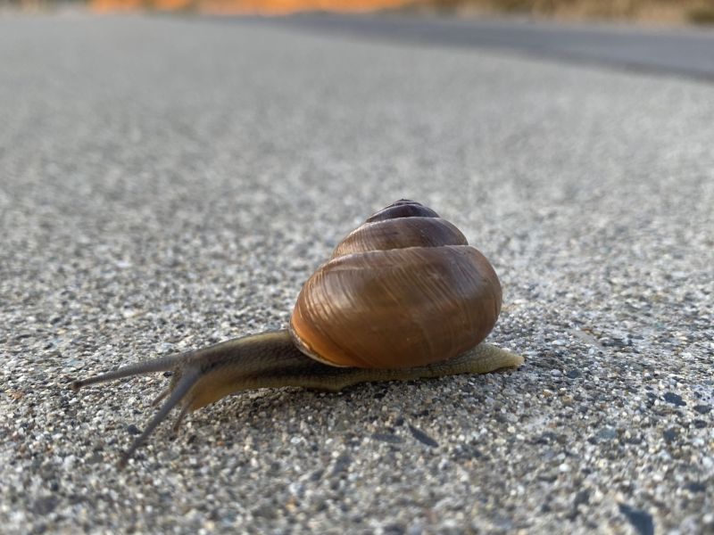 Slow Pursuit