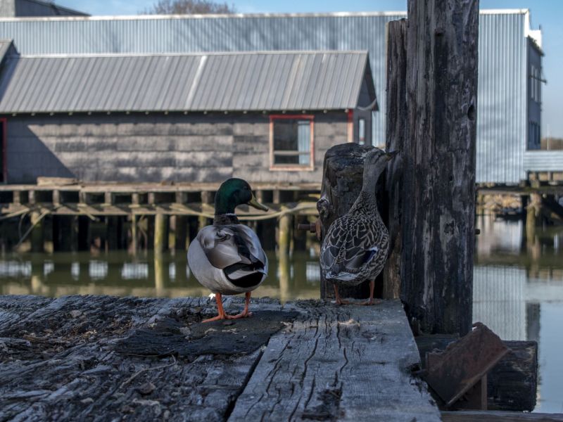 Ladner Ducks on a Dock 
