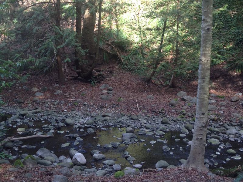 The Bog Stream