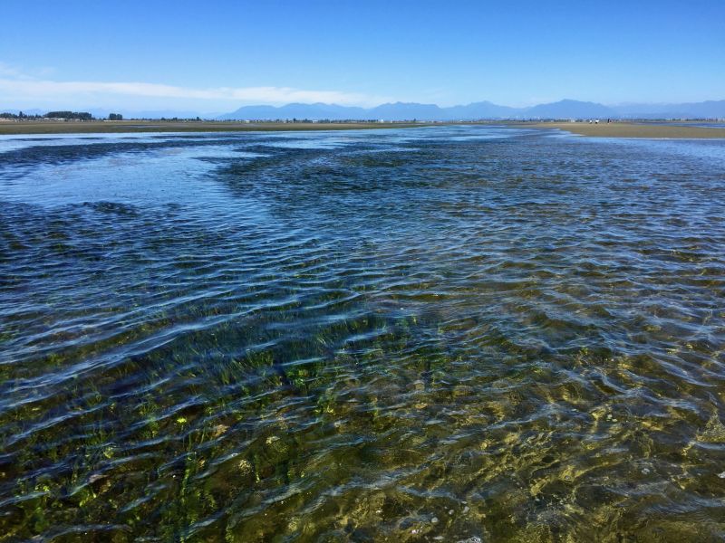 Clean, Clear Eelgrass Meadows 