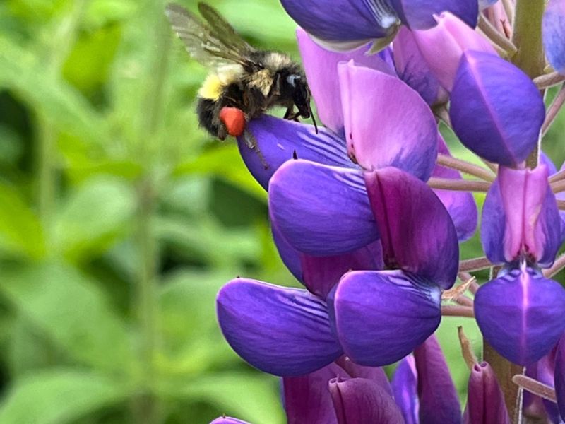Lupins for Bees, in our Home Perennial Flowerbed