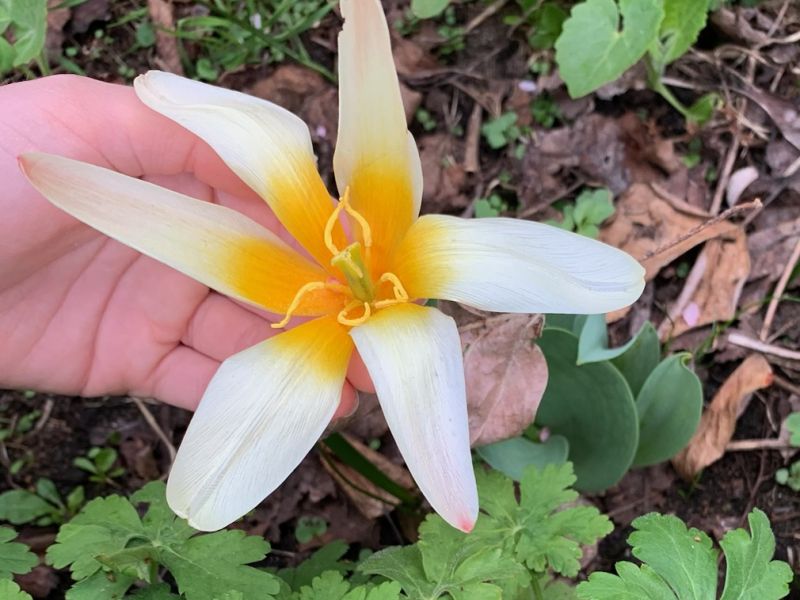 Bloom 