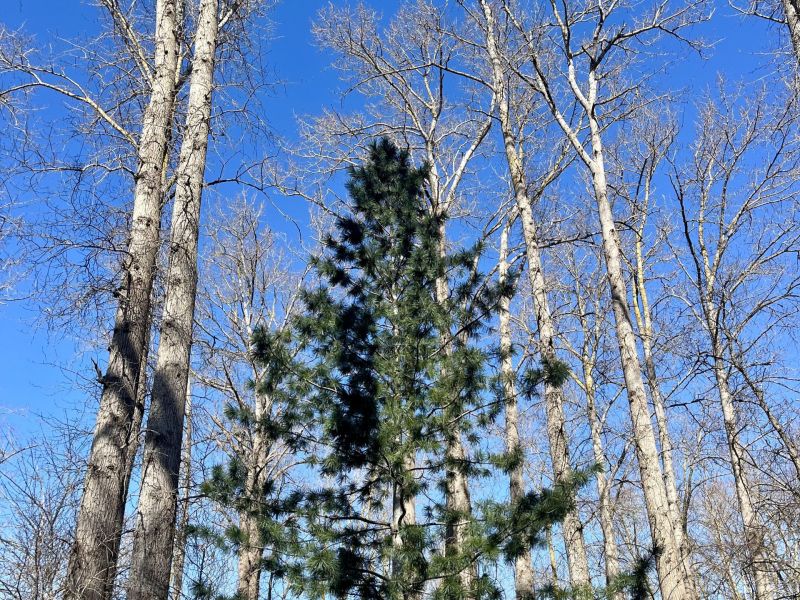 Keeping Trees Healthy 