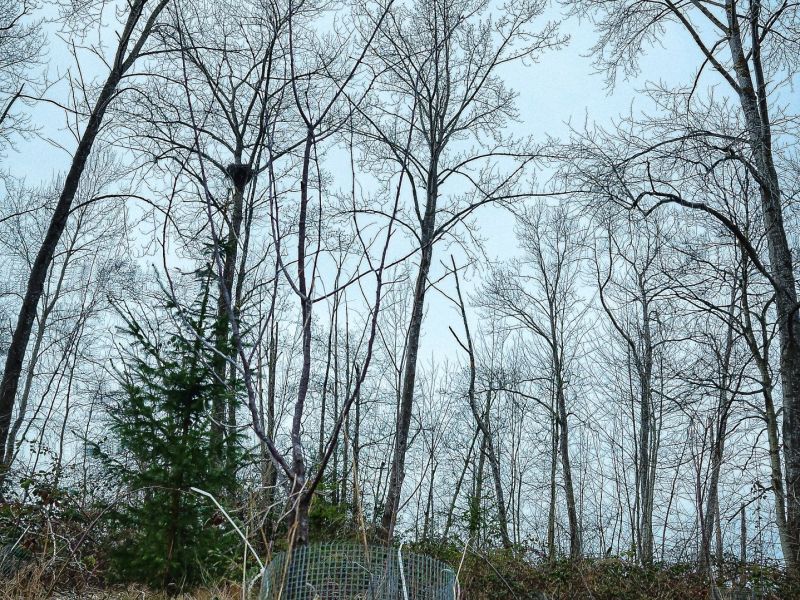 Conservation of Trees