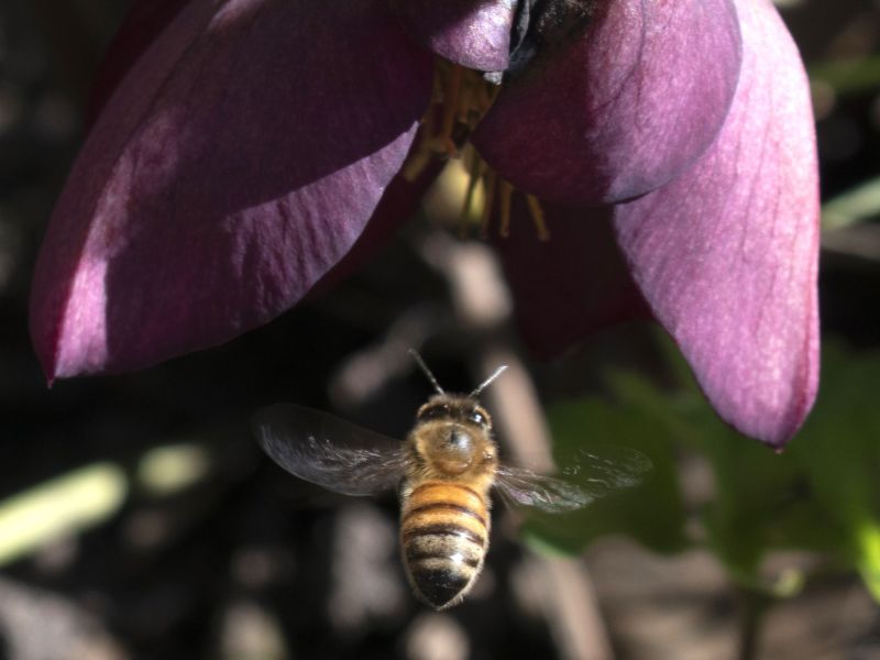 In Flight