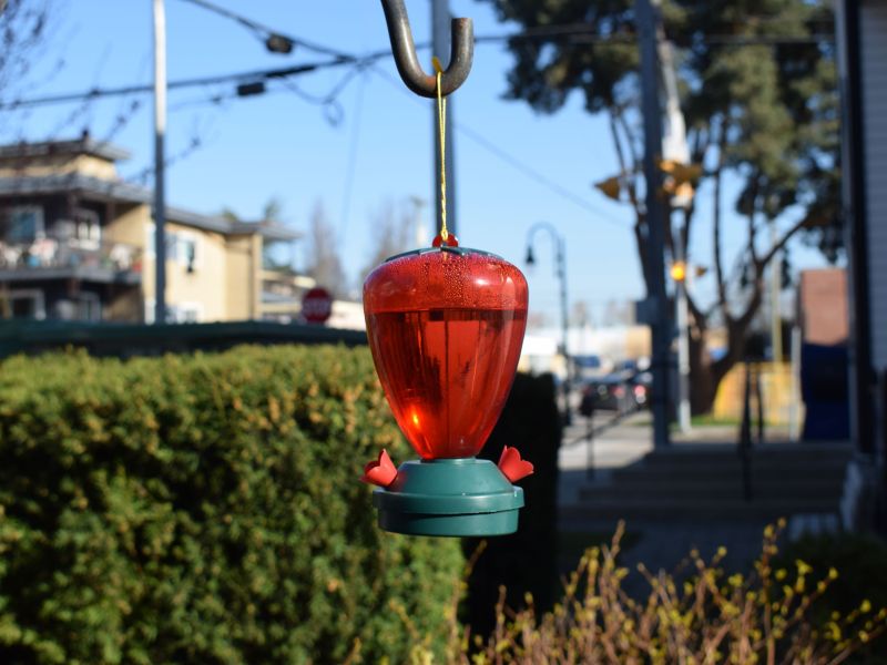 Hummingbird Snack 