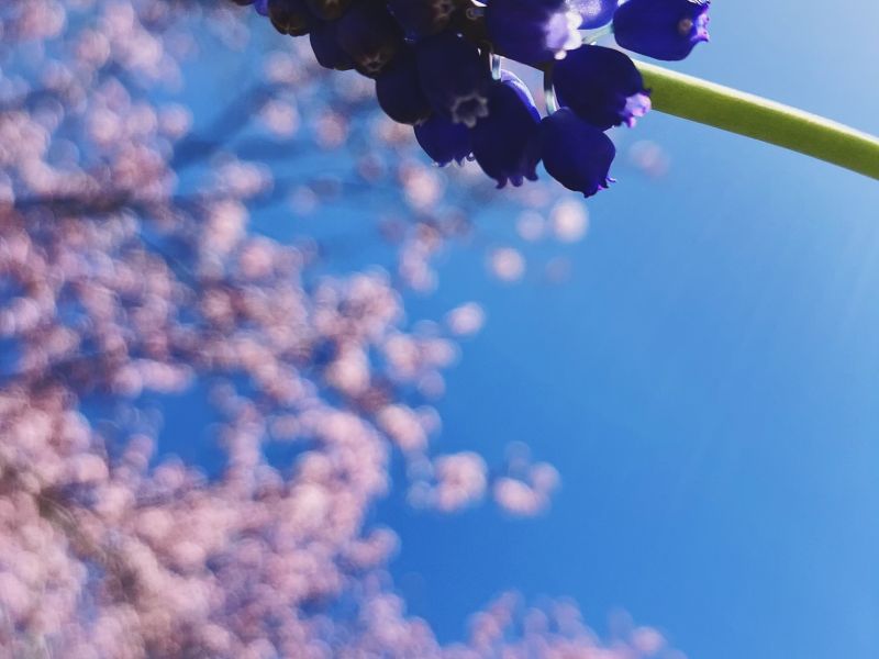 Renewal