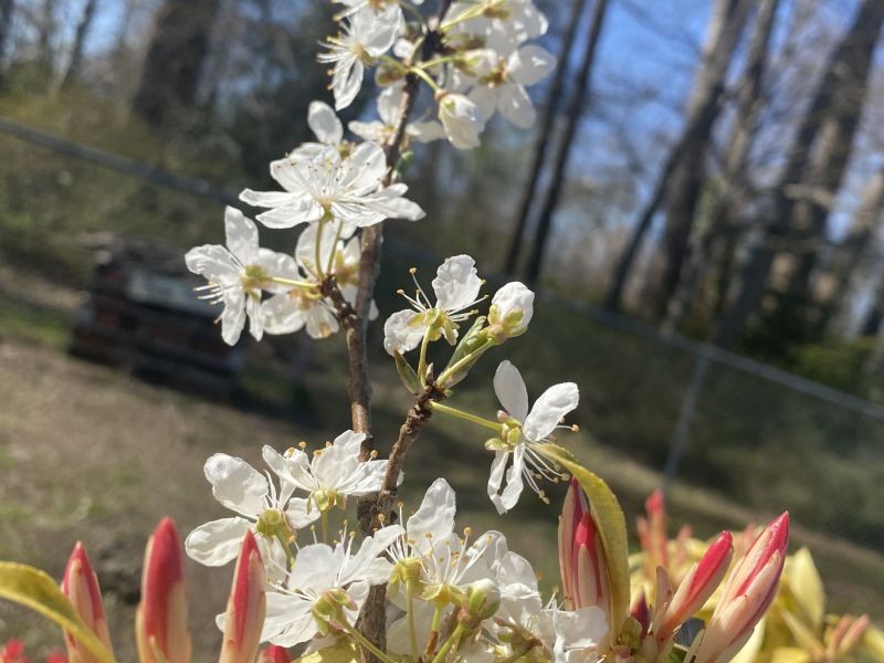 The First Blooms of Spring