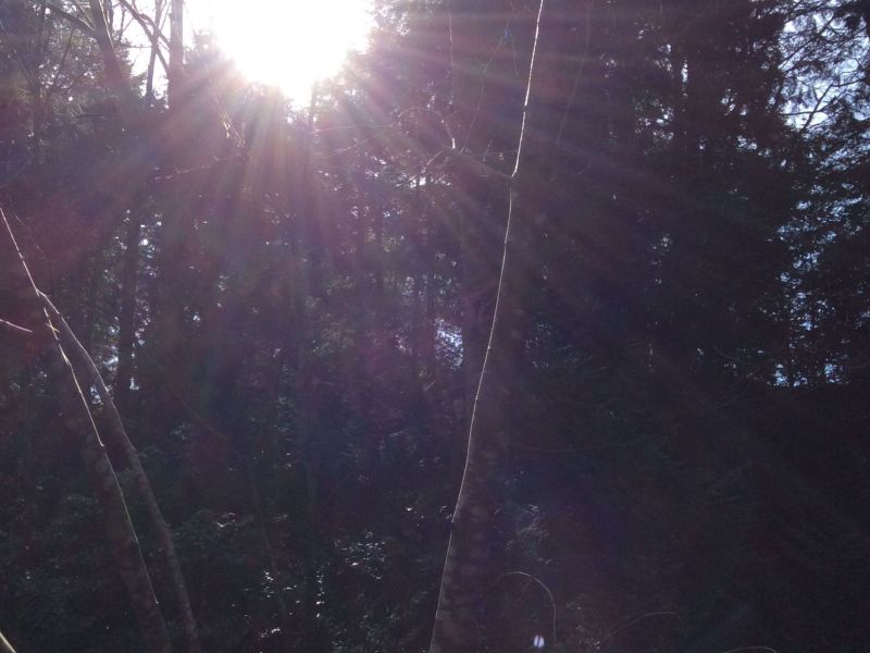 Sunniness 