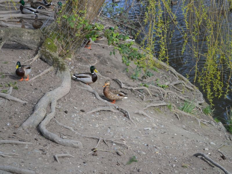 Brydan Nakagawa - Youth