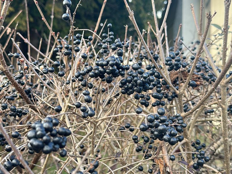 Privet Initial Phase 