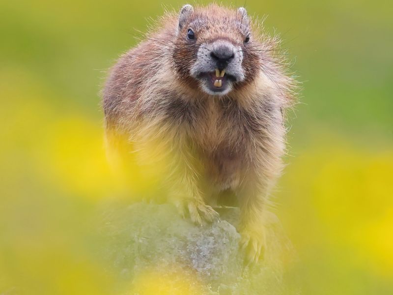 Martin Gregorian - A Happy Yellow Bellied Marmot (ADULT).jpg