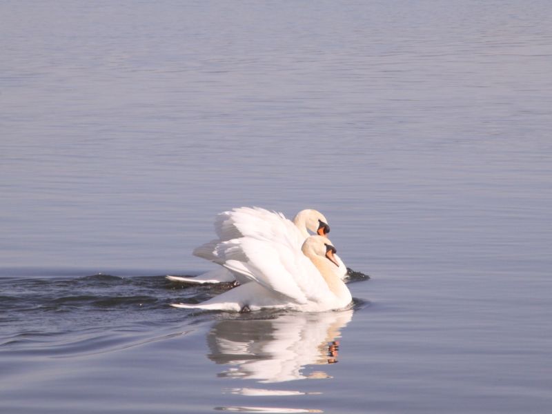 Graceful Guardians of the Lake 