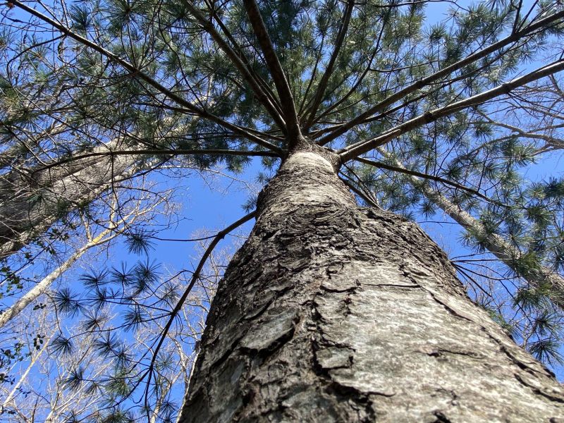 The Tree of Fortune 